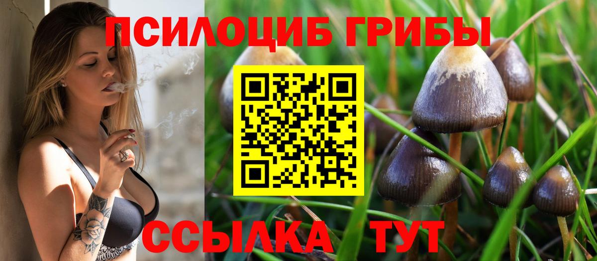 Псилоцибиновые грибы Cubensis Полысаево